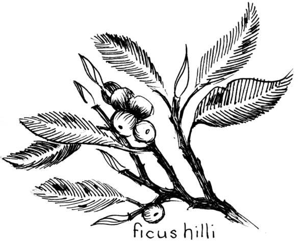 Ficus Hilli